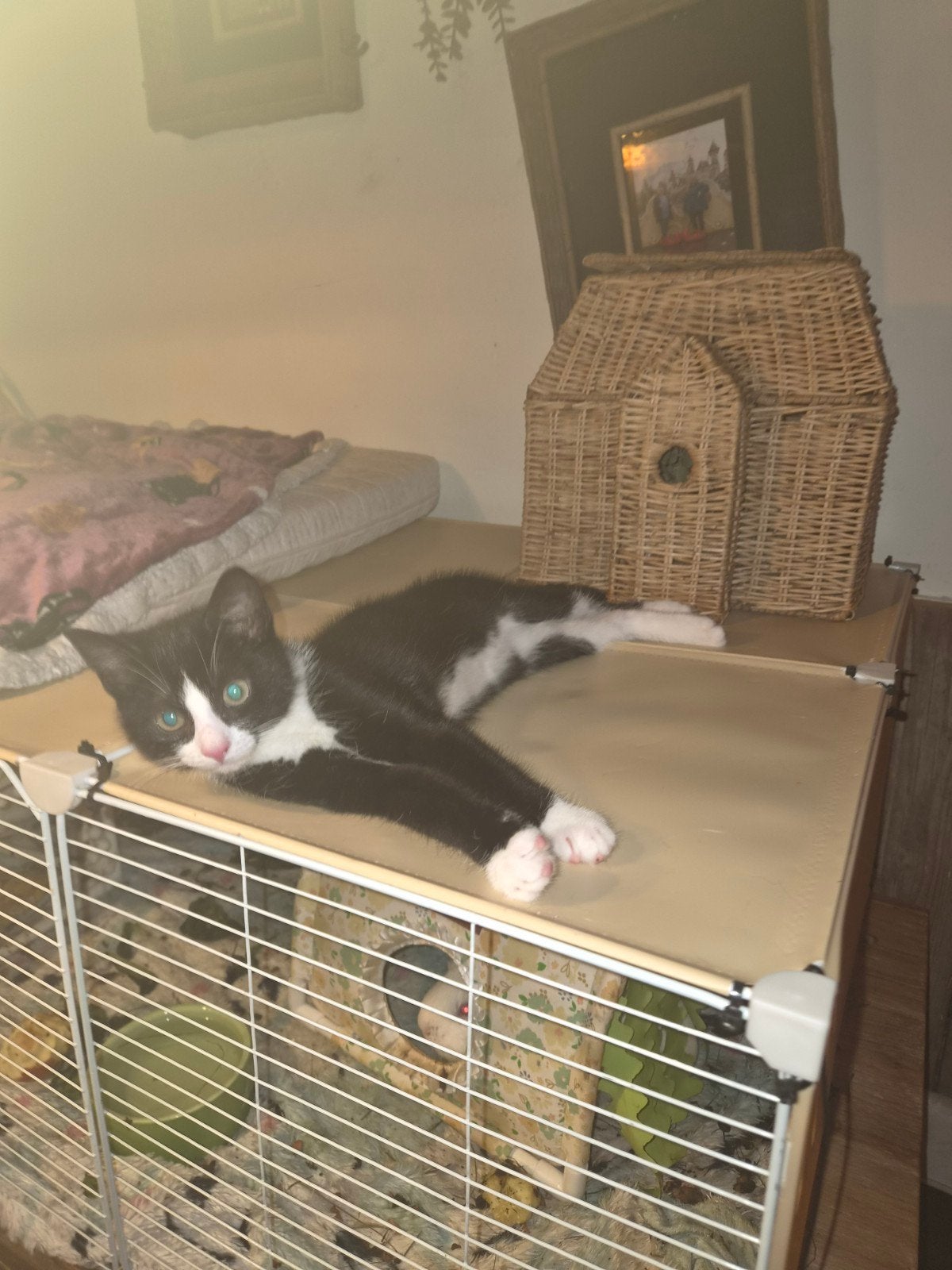 Wij mogen verhuizen ons mama lieve vrolijk kittens, Meerdere dieren