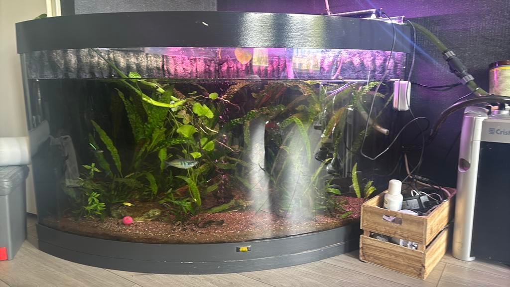 Juwel aquarium compleet, Dieren en Toebehoren, Vissen | Aquaria en Toebehoren, Ophalen