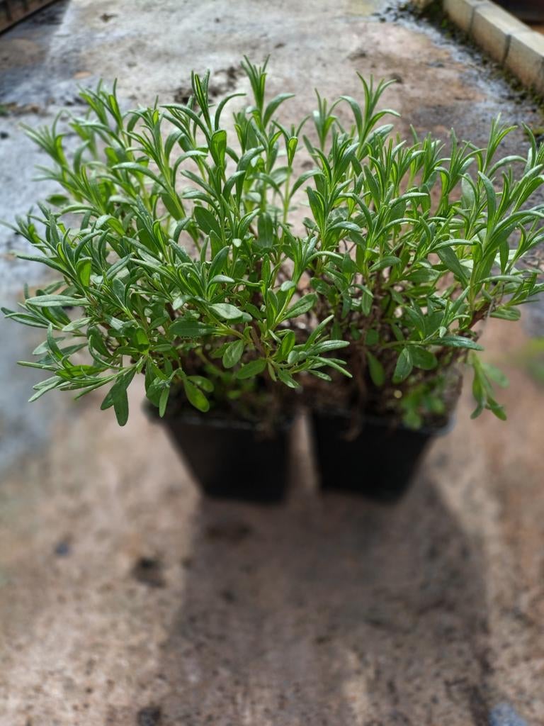 Lavandula munstead P9, Tuin en Terras, Ophalen, Vaste plant, Overige soorten, Volle zon