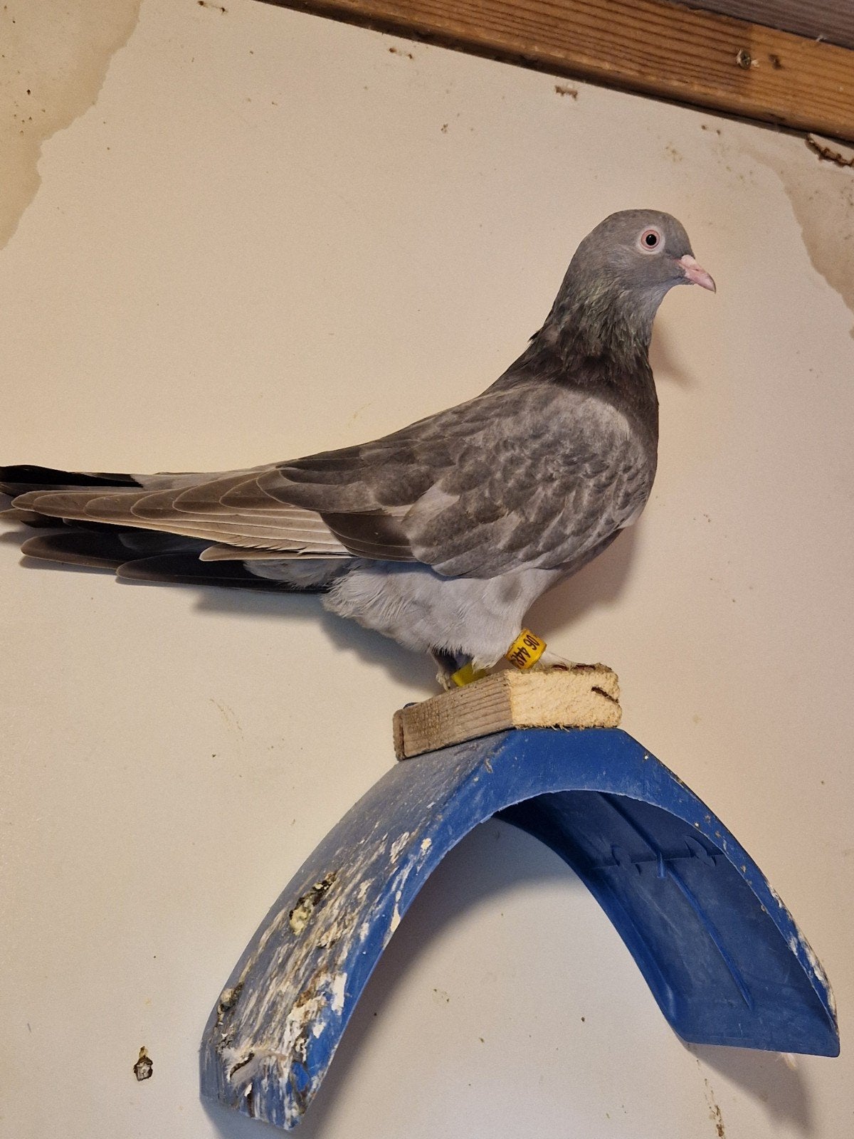 Irakse takla duiven 2 koppels en 1 doffers, Dieren en Toebehoren, Meerdere dieren, Overige soorten