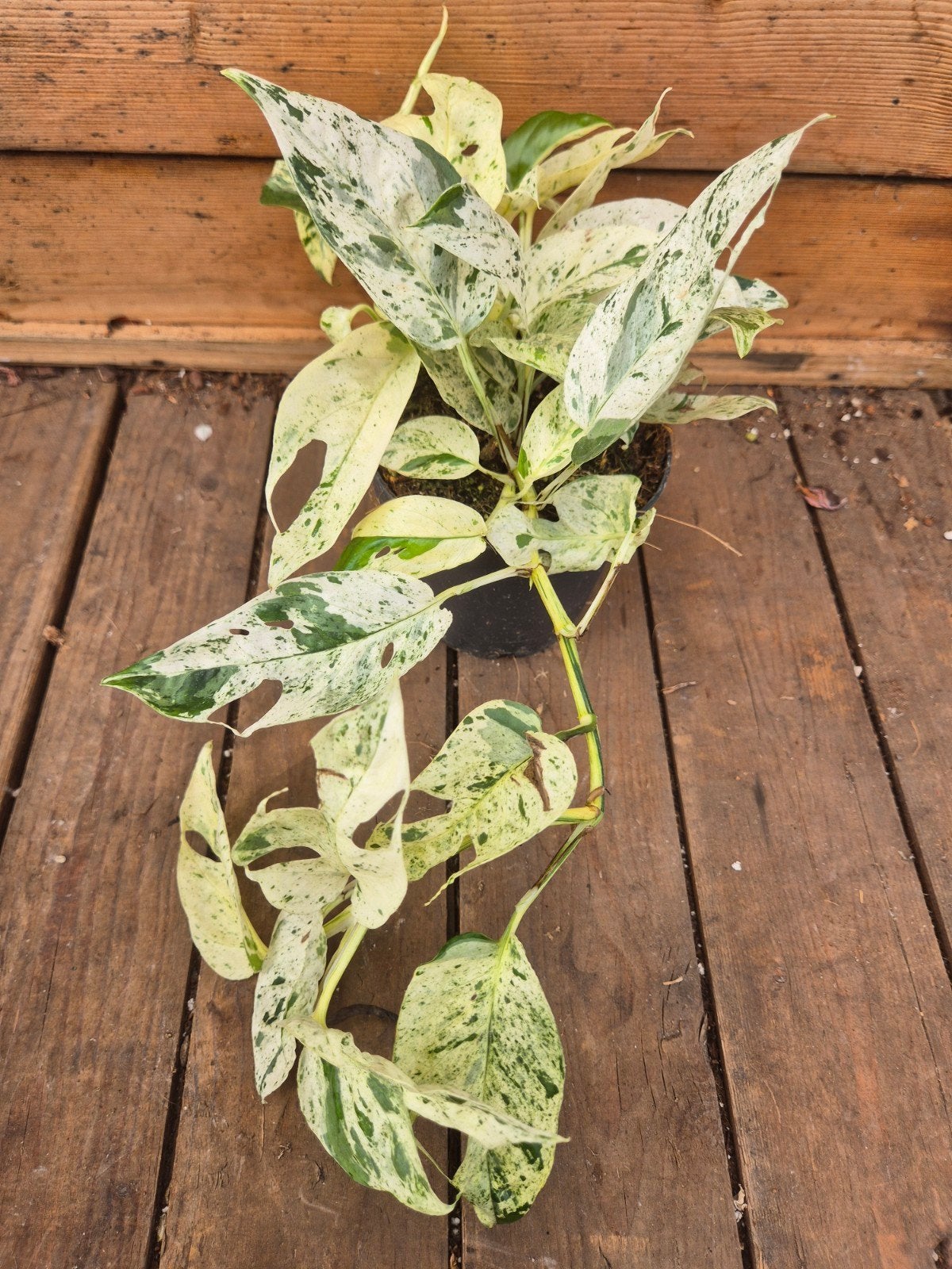 Epipremnum pinnatum Marble King p12 (8)