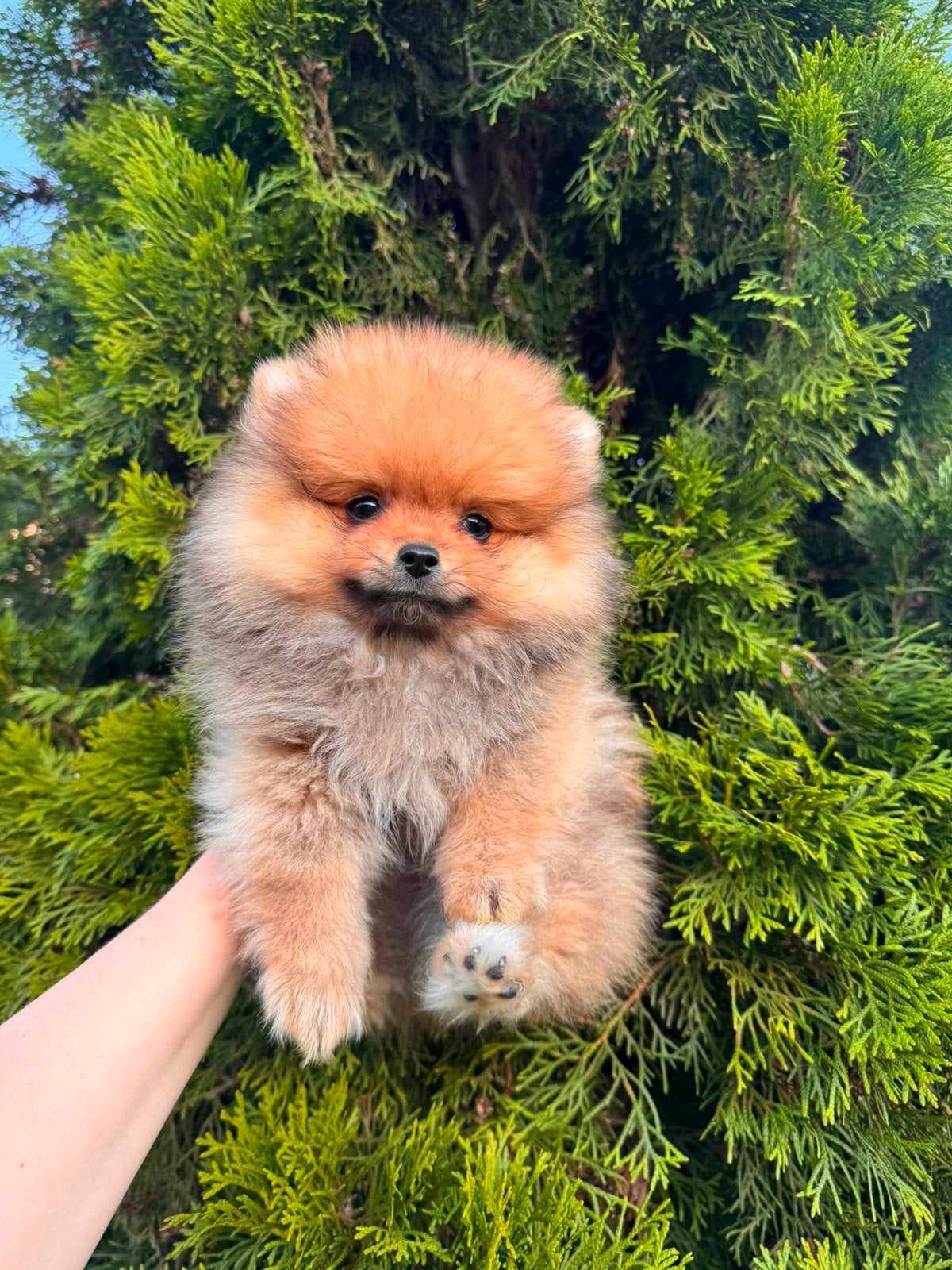 Pomeriaan pups, Particulier, Keeshond, Reu, 8 tot 15 weken