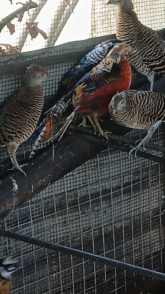 sier fazanten, Dieren en Toebehoren, Meerdere dieren, Overige soorten