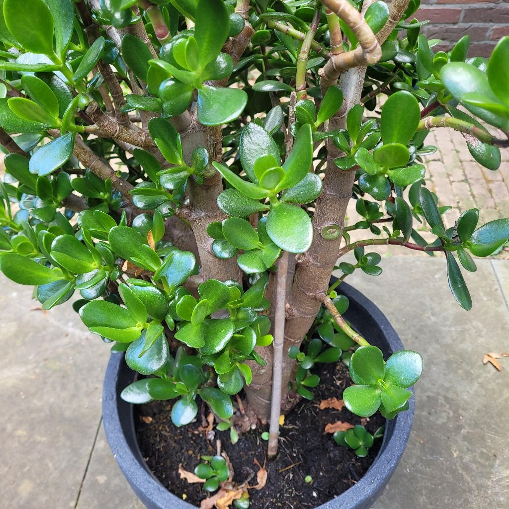 Grote Crassula Ovata in pot, Huis en Inrichting, Ophalen, Vetplant, Halfschaduw, In pot