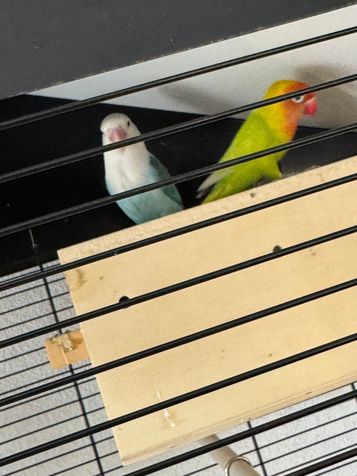 Agapornissen (Dwergpapegaaien) coupel, Dieren en Toebehoren, Vogels | Parkieten en Papegaaien, Meerdere dieren, Dwergpapegaai of Agapornis