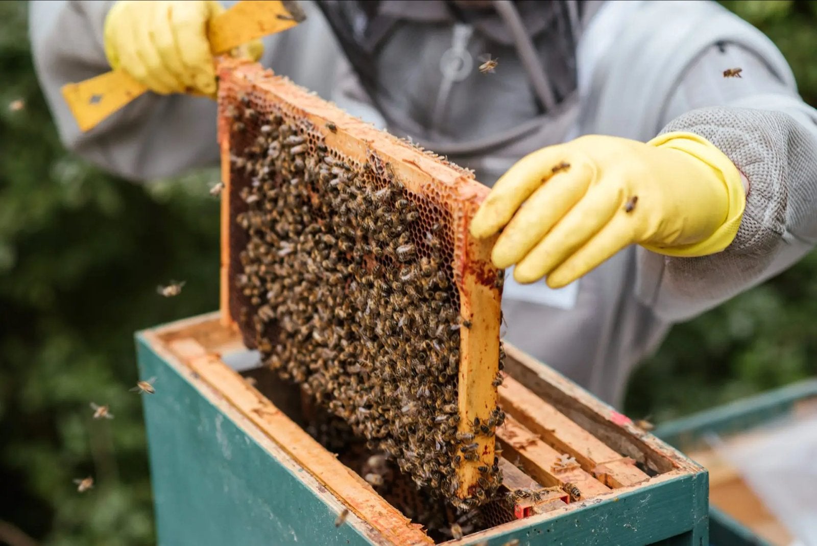Gezocht ervaren Imker die kan helpen met mijn 1e bijenvolk, Dieren en Toebehoren, Insecten en Spinnen, Bijen