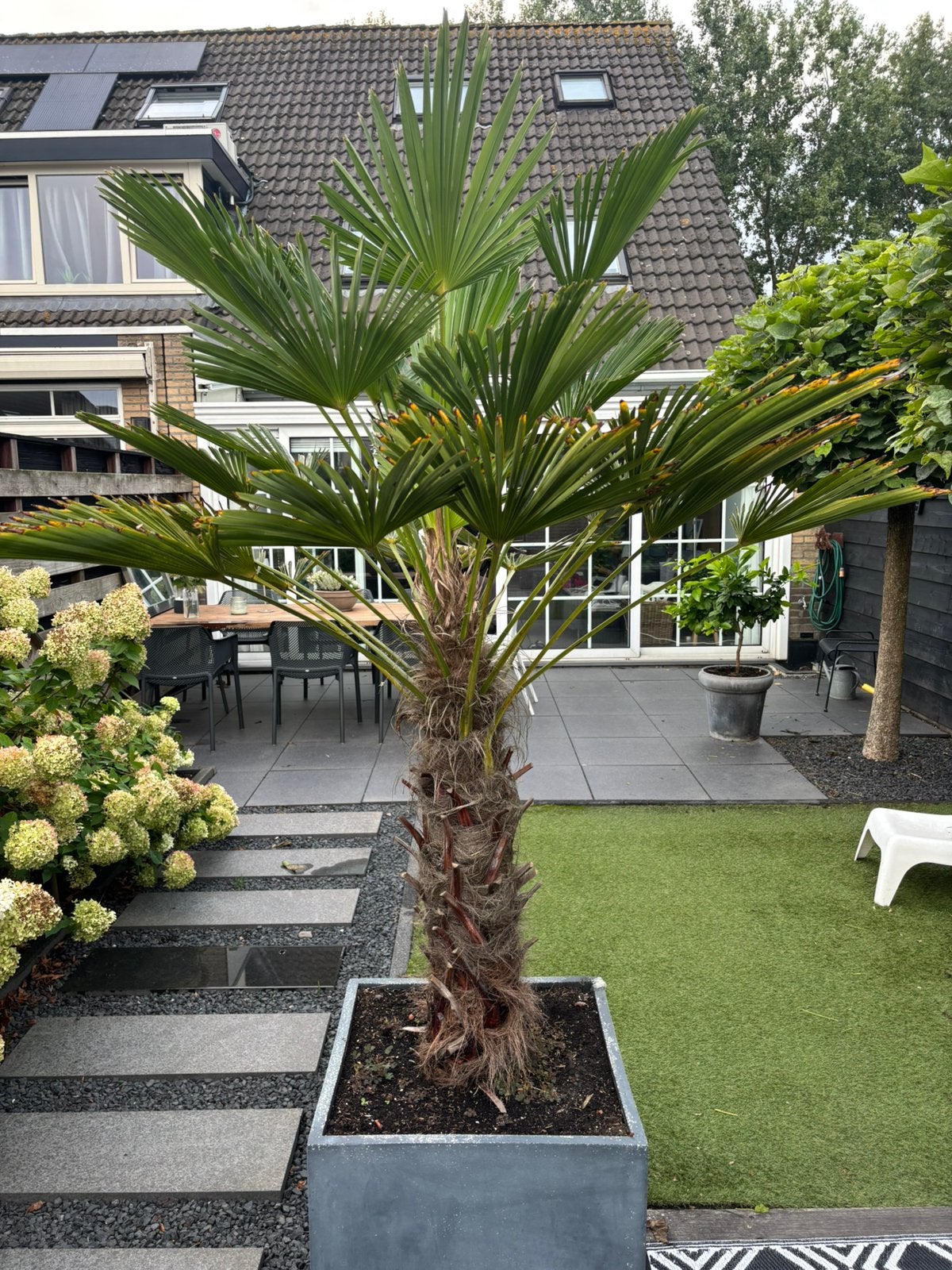 Palm boom trachycarpus wagnerianus, Tuin en Terras, Bloeit niet, 100 tot 250 cm, Palmboom, Ophalen