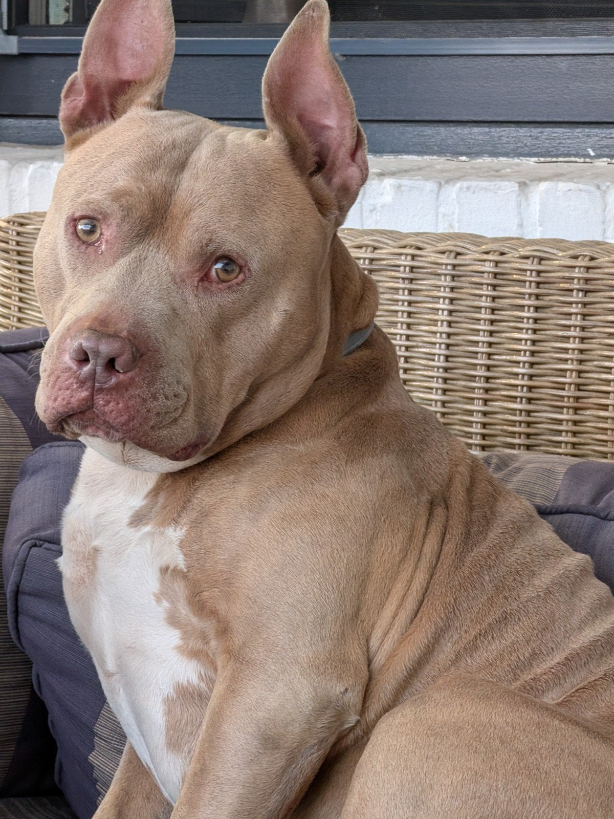 Dekreu Amerikaanse Staffordshire, Dieren en Toebehoren, Honden | Niet-rashonden, Reu, Eén hond, 3 tot 5 jaar, Nederland