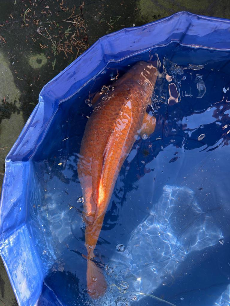 Chagoi Japanse Jumbo Koi, Karper of Koi