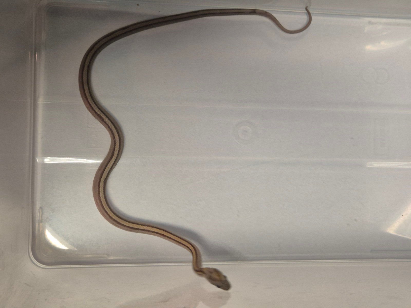 Rode rattenslang, Dieren en Toebehoren, Reptielen en Amfibieën, 0 tot 2 jaar