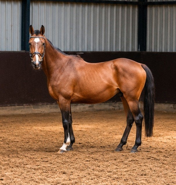Super lieve merrie deze week voor 1900, Zadelmak, Recreatiepony, Merrie, E pony (1.48m - 1.57m)