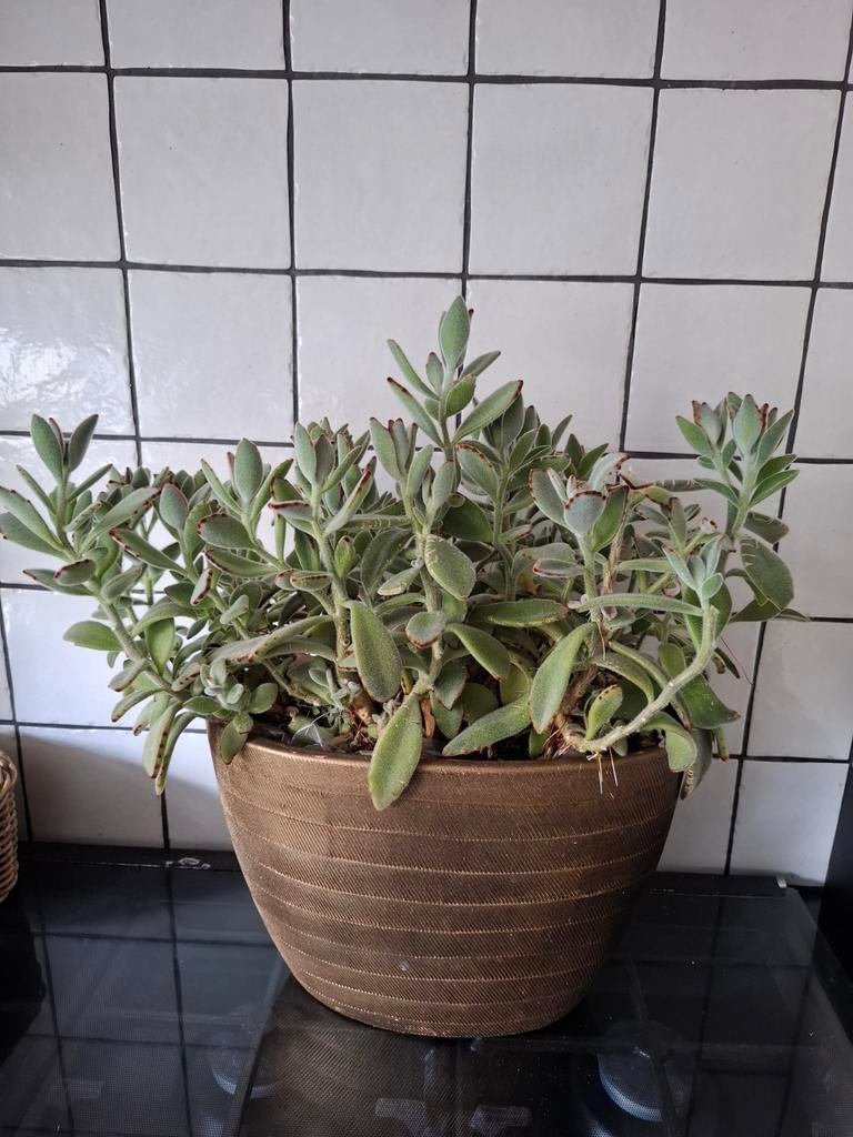 Pot met plant, Ophalen of Verzenden, In pot, Halfschaduw, Minder dan 100 cm