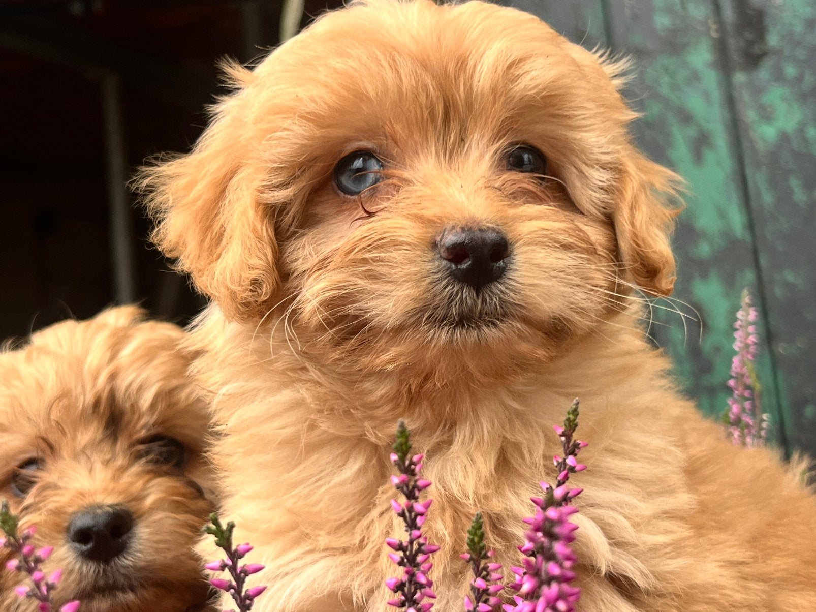 Schitterende Maltipoo pups F1., Dieren en Toebehoren, Poedel, Parvo, 8 tot 15 weken, Meerdere