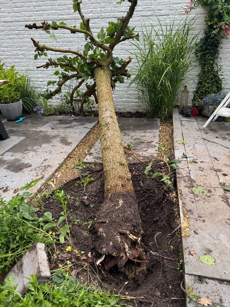 boomstam voor kachelhout, Tuin en Terras, Haardhout, Stammen, Overige houtsoorten, Minder dan 3 m³, Ophalen