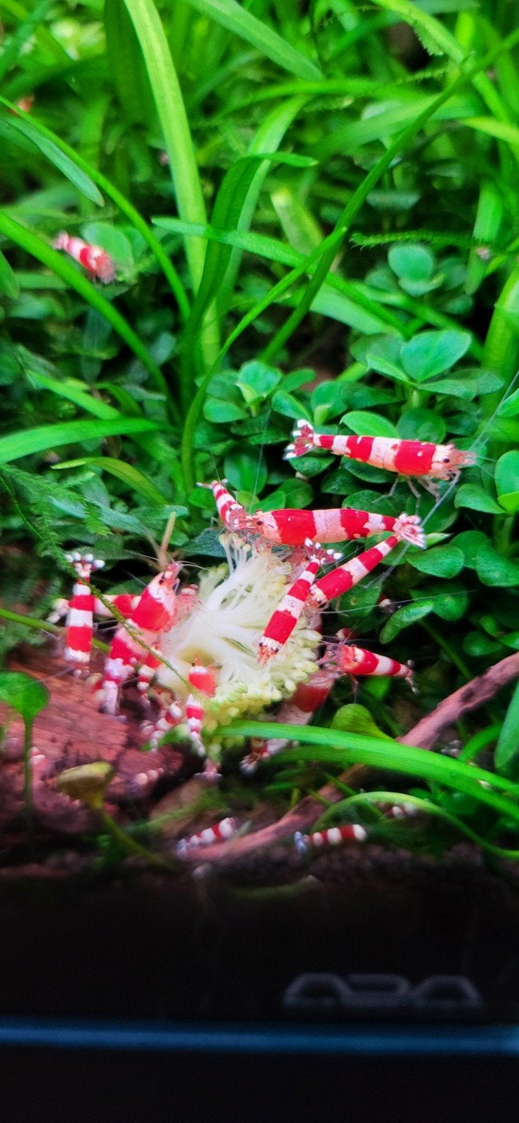 hele mooie crystal red shrimps garnalen, Dieren en Toebehoren, Kreeft, Krab of Garnaal