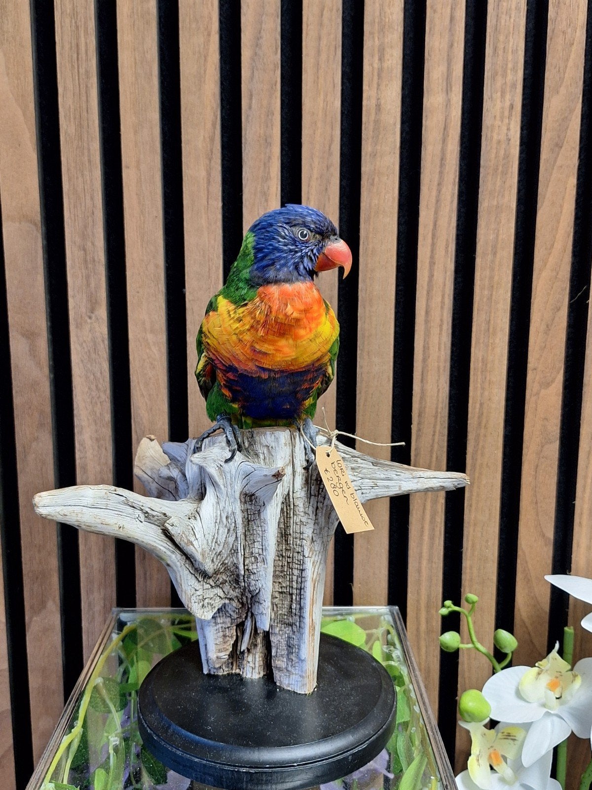 Opgezette lori van de blauwe bergen, Ophalen of Verzenden, Nieuw, Vogel, Opgezet dier