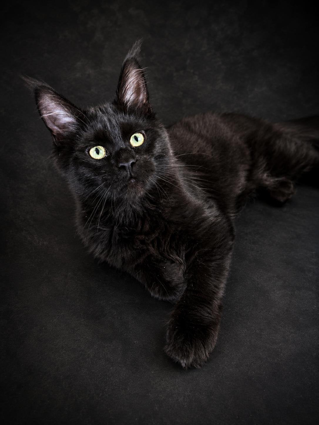 Maine coon kitten, Poes, Met stamboom, 0 tot 2 jaar