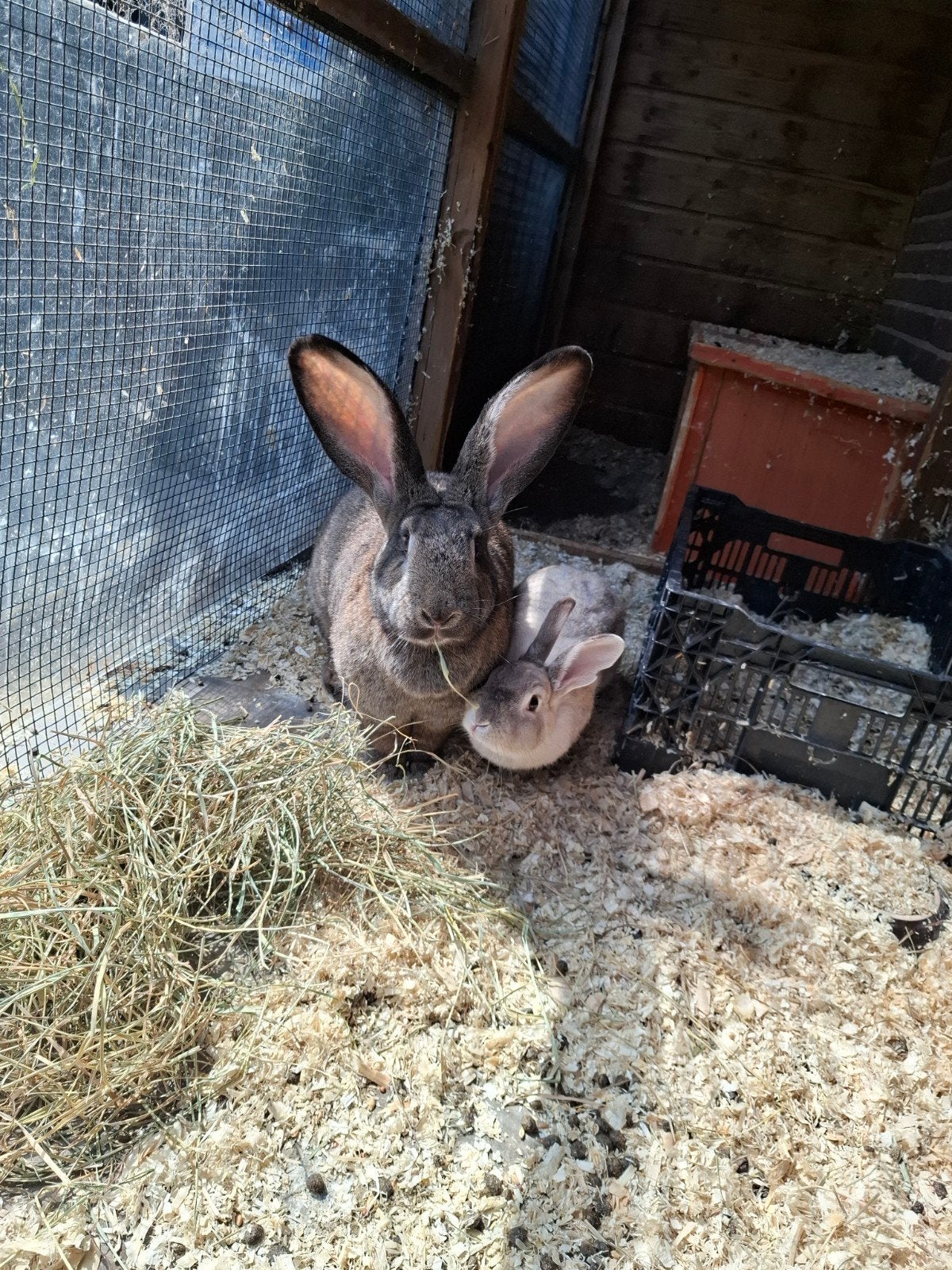 Twee konijnen dames zoeken een fijne tuin met lieve baas, Juni, Vrouwelijk