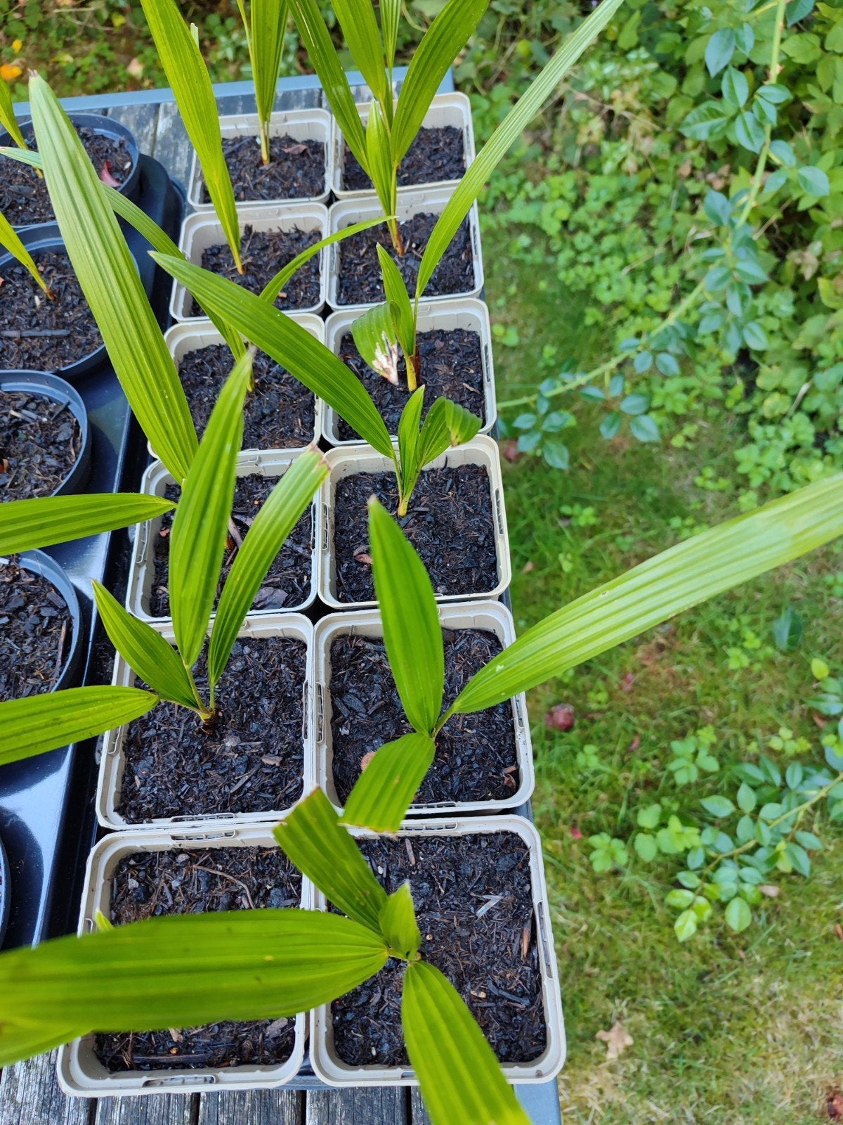 12 x Trachycarpus Fortunei derde blad Winterhard zaailingen, Ophalen, Gehele jaar, Volle zon, Zaad