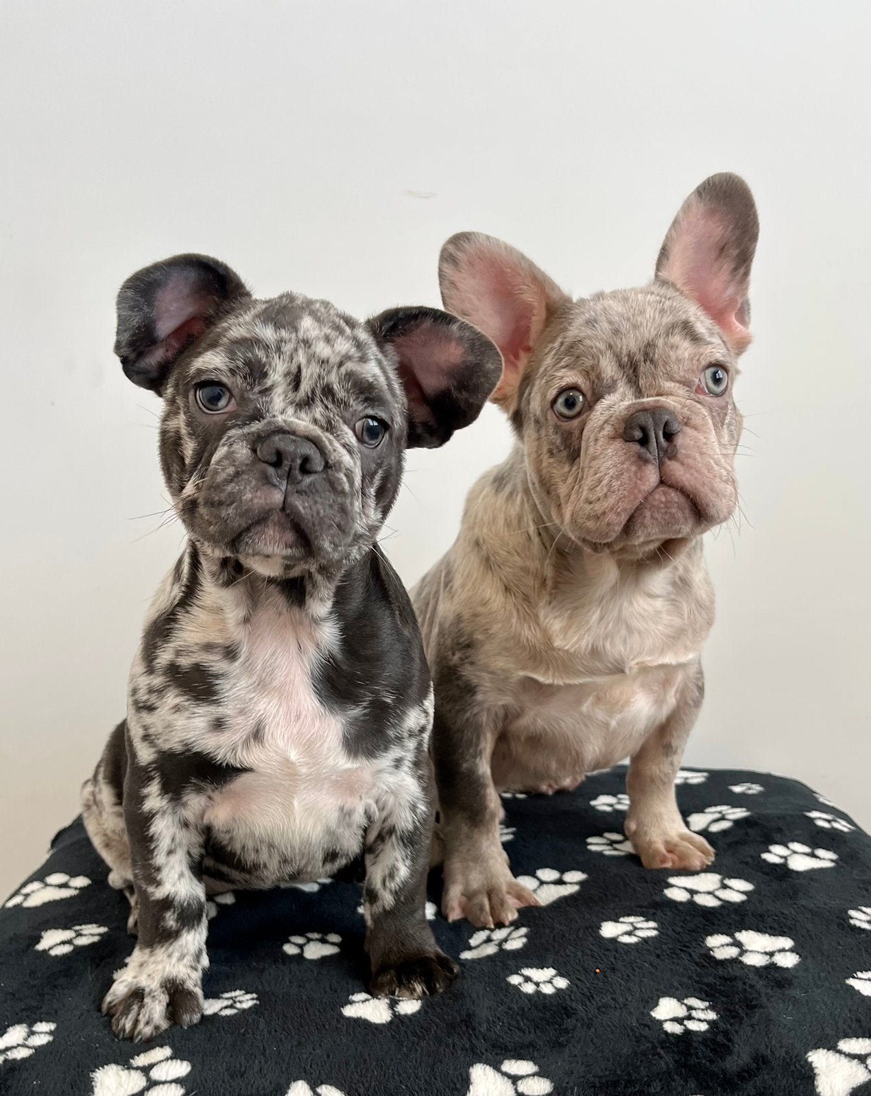 Twee hele mooie raszuivere Franse Bulldog merle pups, 15 weken tot 1 jaar, Buitenland, Bulldog, Meerdere