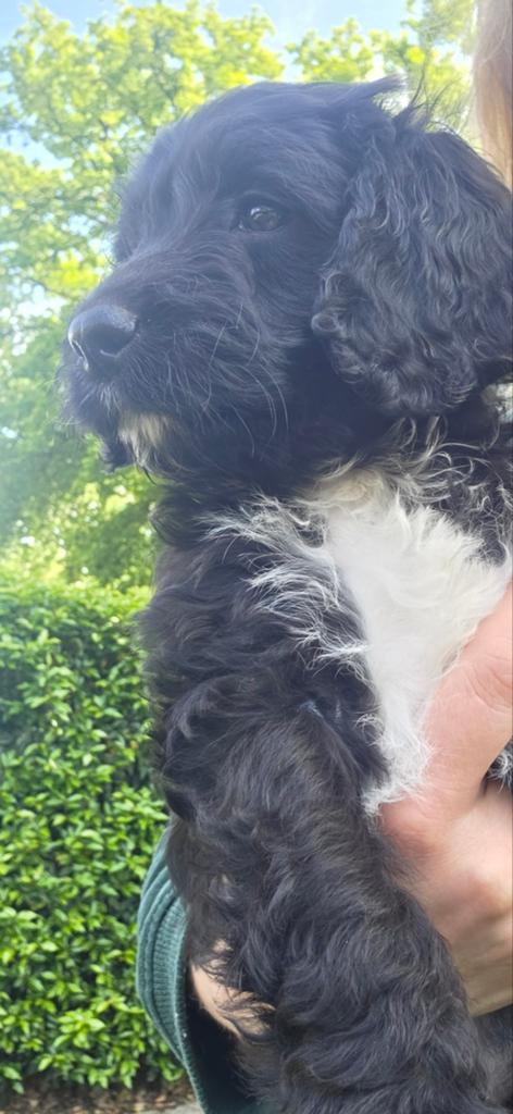Springer spaniel x dwergpoedel pups mogen 't nestje verlaten, Dieren en Toebehoren, Honden | Retrievers, Spaniëls en Waterhonden