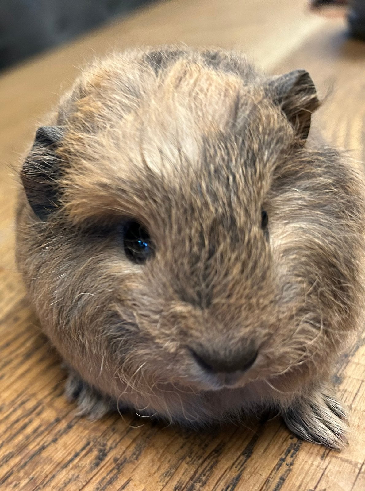 Jonge CH teddy cavia’s te koop, Dieren en Toebehoren, Juli, Meerdere dieren, Cavia