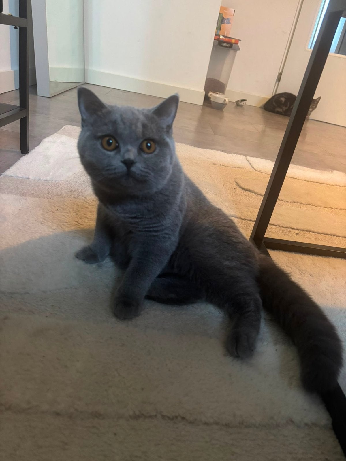 Raszuivere Britse Korthaar Kater, Kater, Kortharig, 0 tot 2 jaar