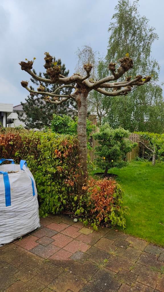 Dakplatanen 2x, Ophalen, Bloeit niet, Volle zon, Overige soorten