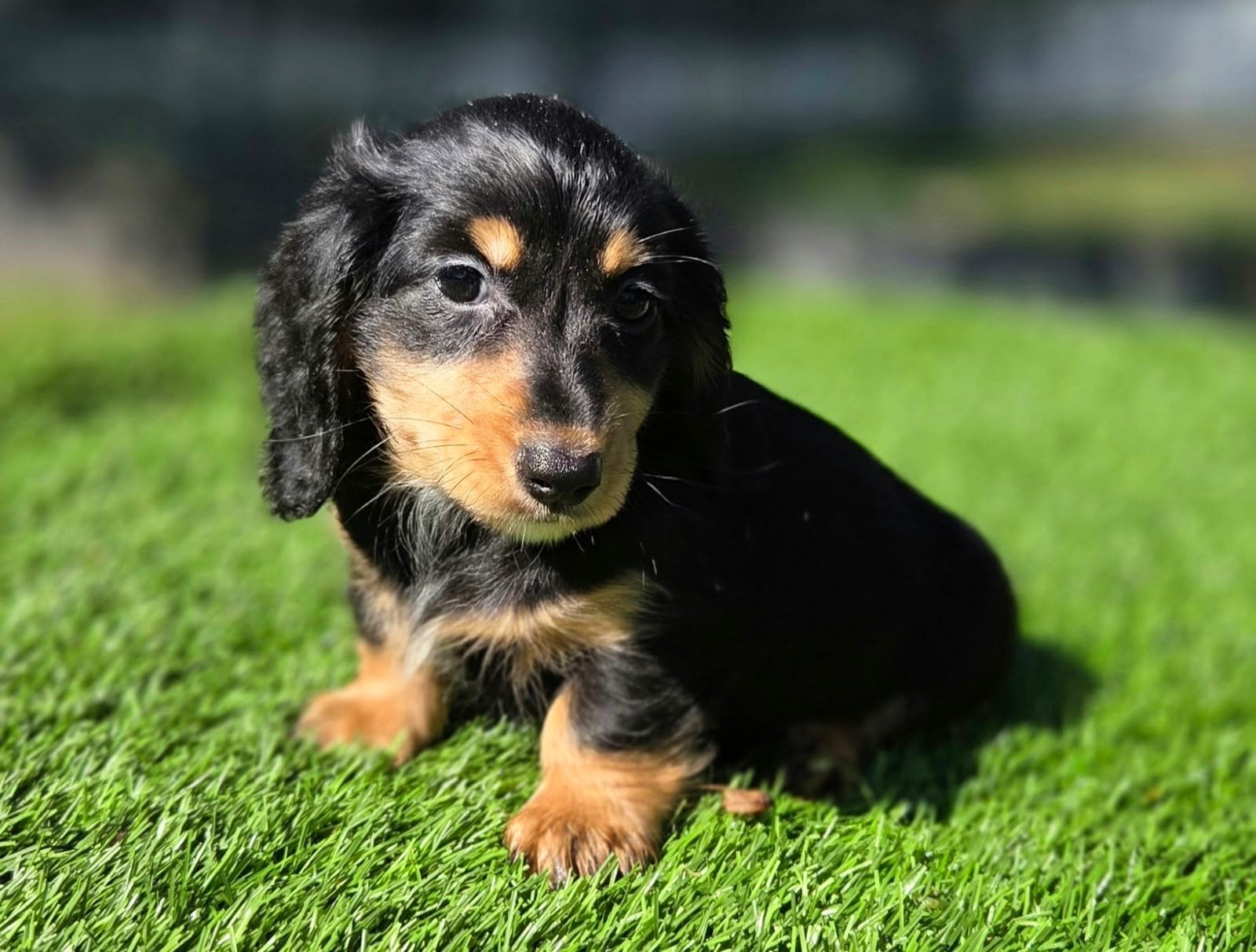 Mooi black and tan langharig dwergteckel pups teefje, Nederland, CDV (hondenziekte), 8 tot 15 weken, Dwerg