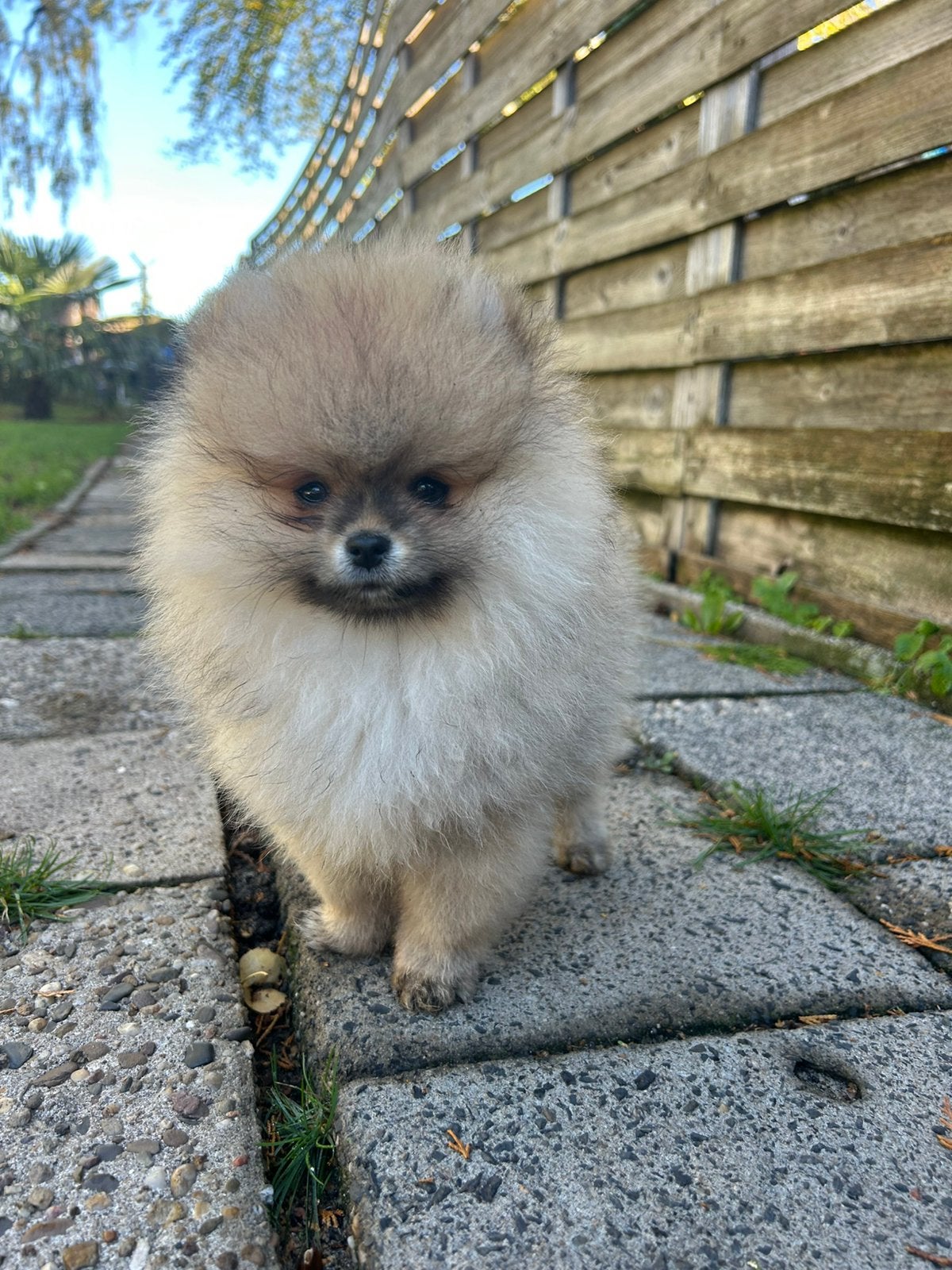 Laatste twee pomeranian/pomeriaan pups, CDV (hondenziekte), Overige rassen, 8 tot 15 weken, Meerdere