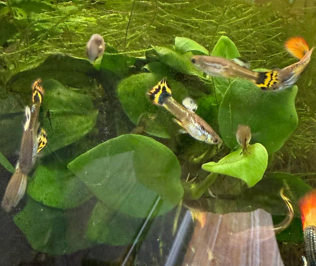 Jonge guppen en garnalen wildkleur, Dieren en Toebehoren, Vissen | Aquariumvissen, Vis, Zoetwatervis