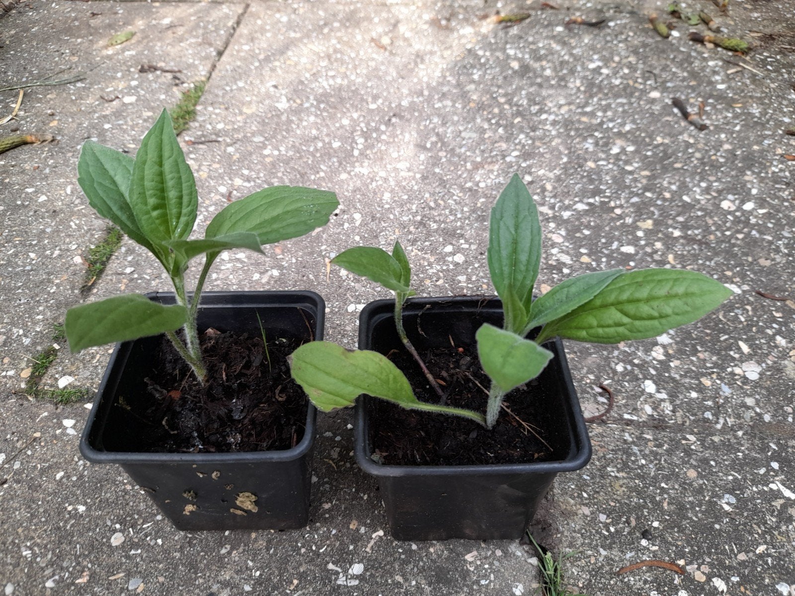 Nog een rudbeckia stek, Ophalen, Overige soorten, Volle zon