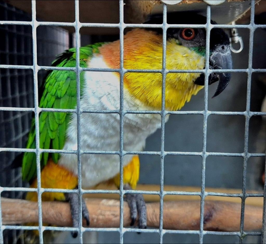 Zwartkop caique  VROUW   POP, Vrouwelijk, Papegaai