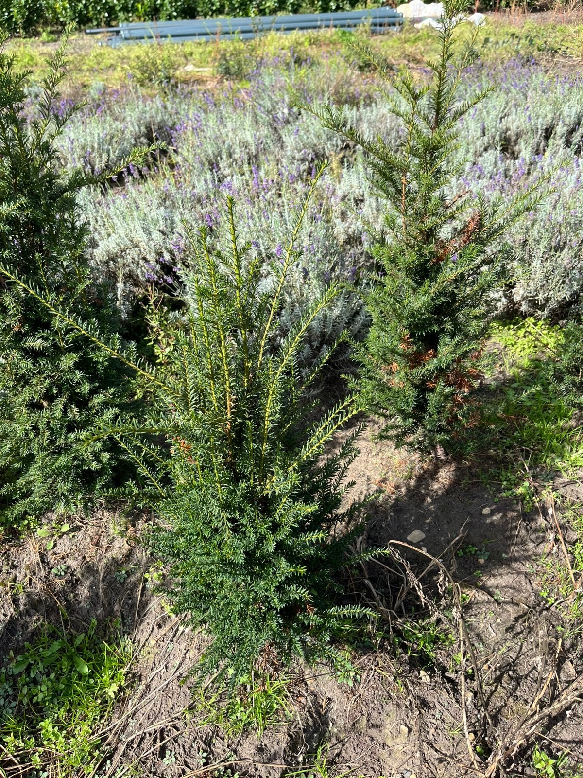 TAXUS BACCATA – MOOIE KWALITEIT | SCHERPE PRIJZEN, Tuin en Terras, Ophalen, Taxus, Minder dan 100 cm