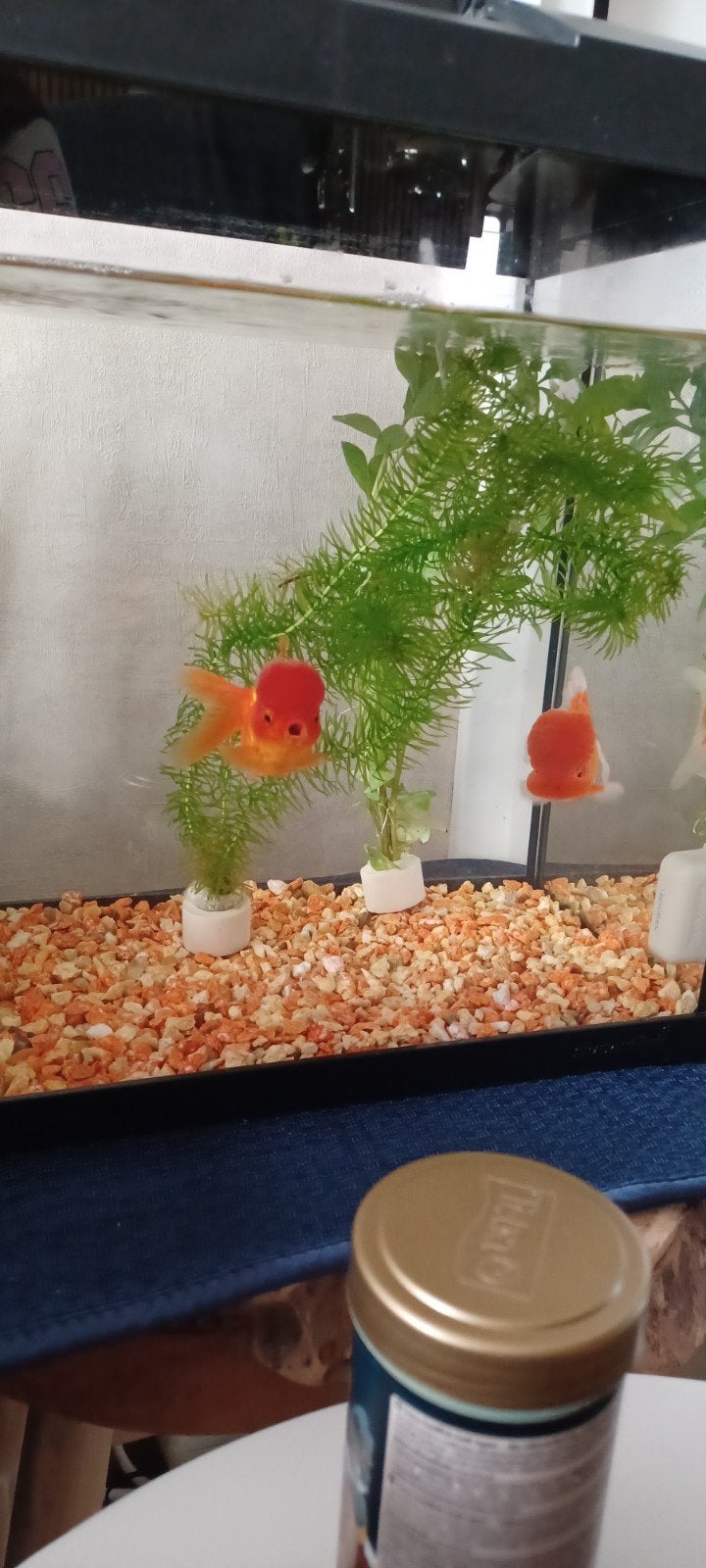 mooie leeuwenkoppen sluierstaarten, Dieren en Toebehoren, Vissen | Aquariumvissen, Vis