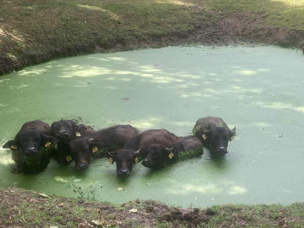 BBQ of avond eten Waterbuffel kalfsvlees 10 kg pakketb, Ophalen