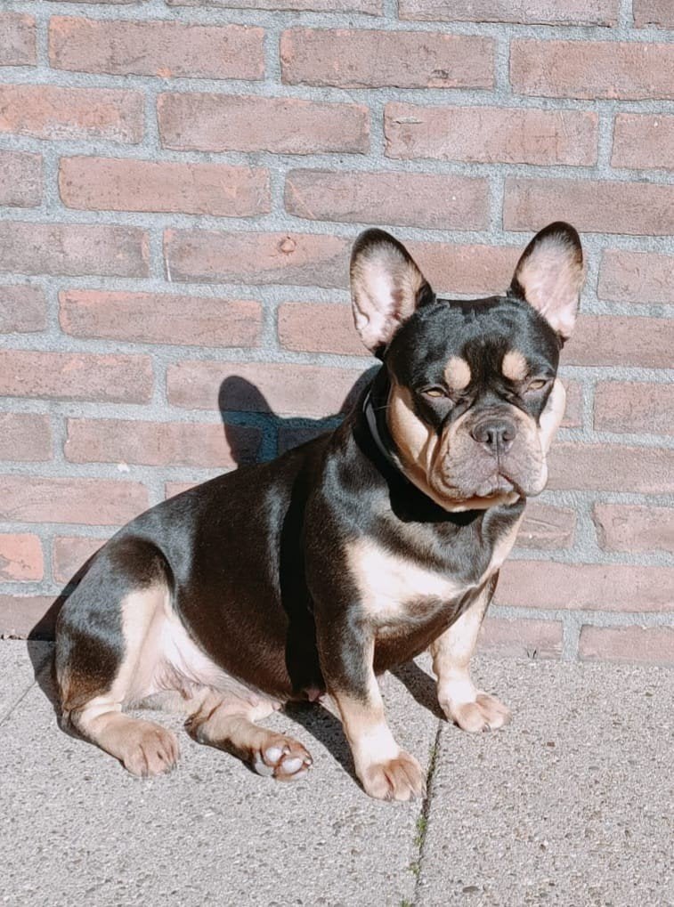 Te Koop franse bulldog Isabelle, 1 tot 2 jaar, Eén hond, Nederland, Particulier