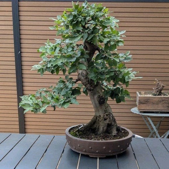 Bonsai haagbeuk, Ophalen, Bloeit niet, Overige soorten