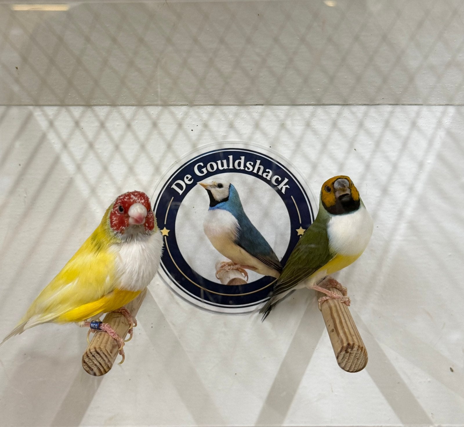 Gouldamadine (koppel 5), Meerdere dieren, Geringd
