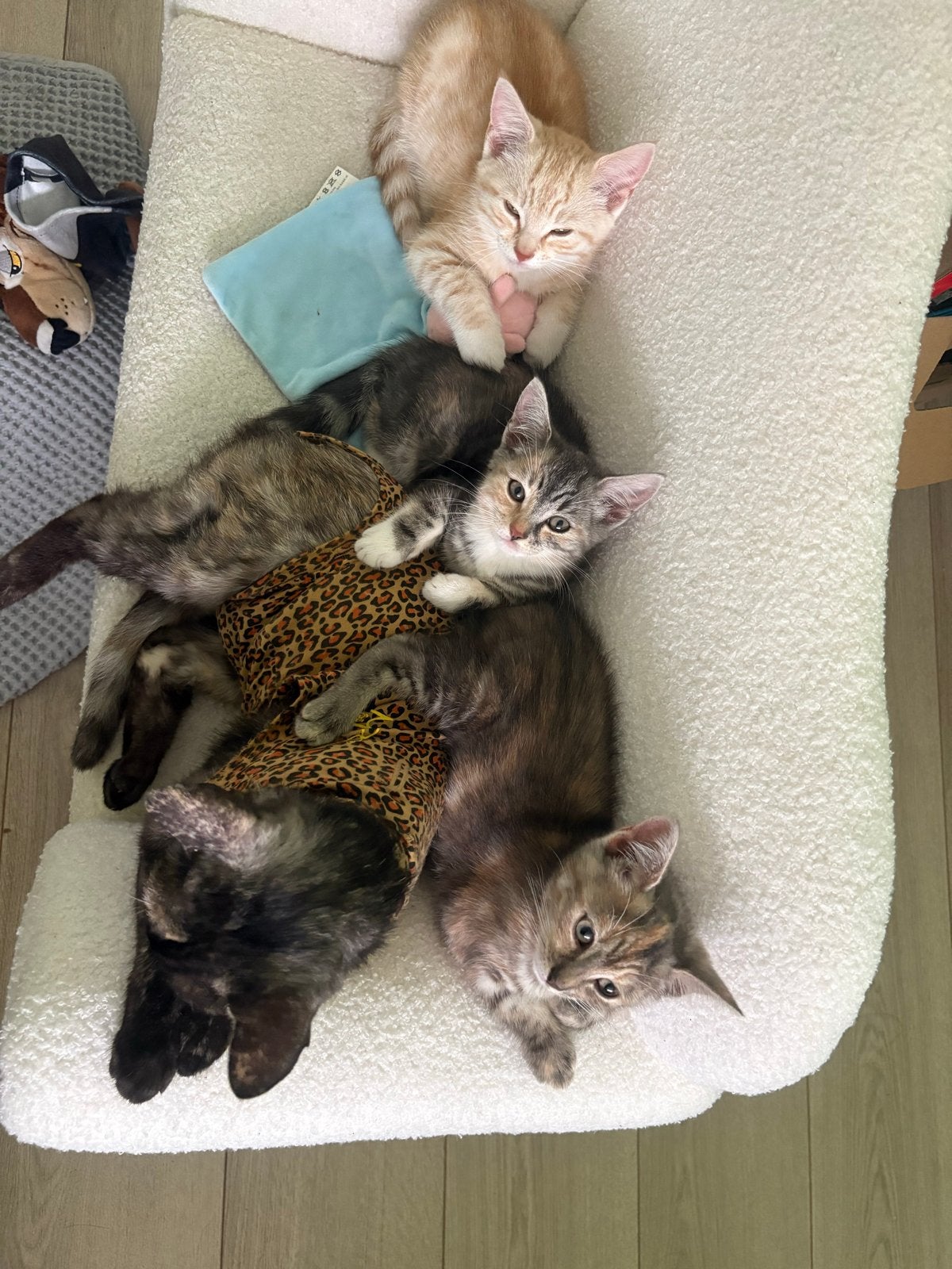 Mooie kittens, Dieren en Toebehoren, Katten en Kittens | Overige Katten, Meerdere dieren, Kortharig, 0 tot 2 jaar
