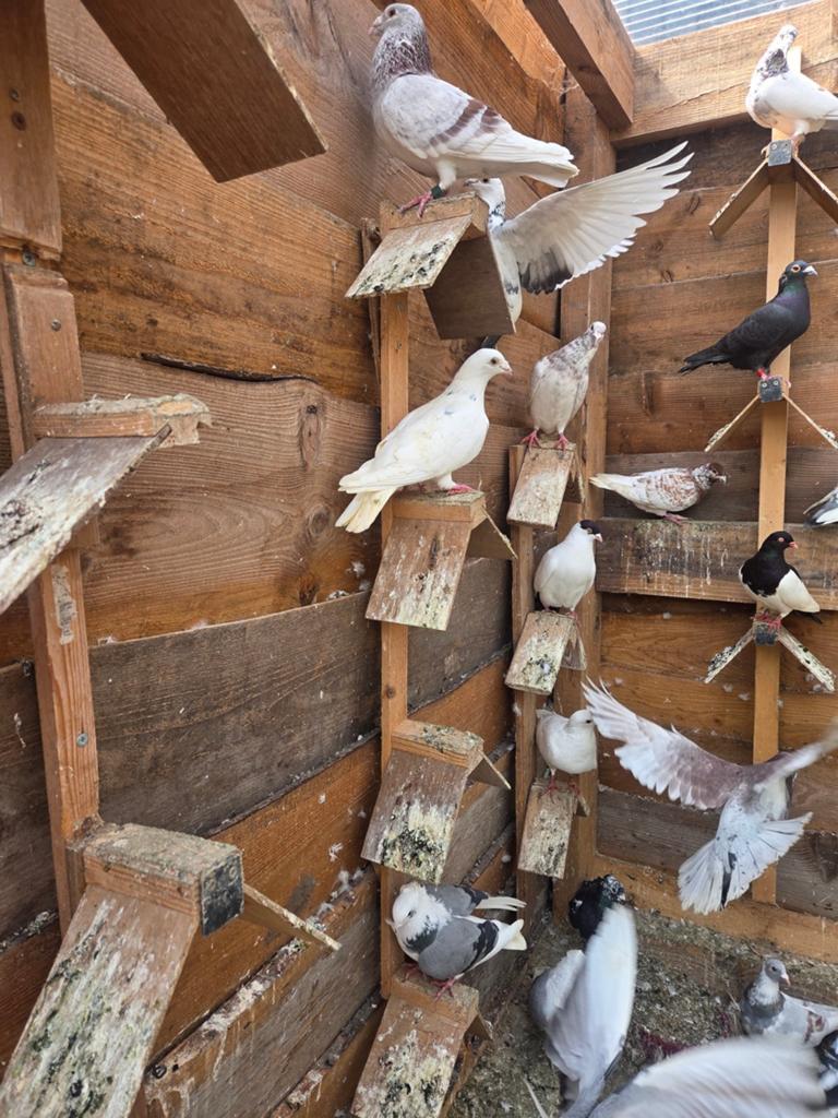 Te koop sierduiven, Dieren en Toebehoren, Meerdere dieren, Overige soorten