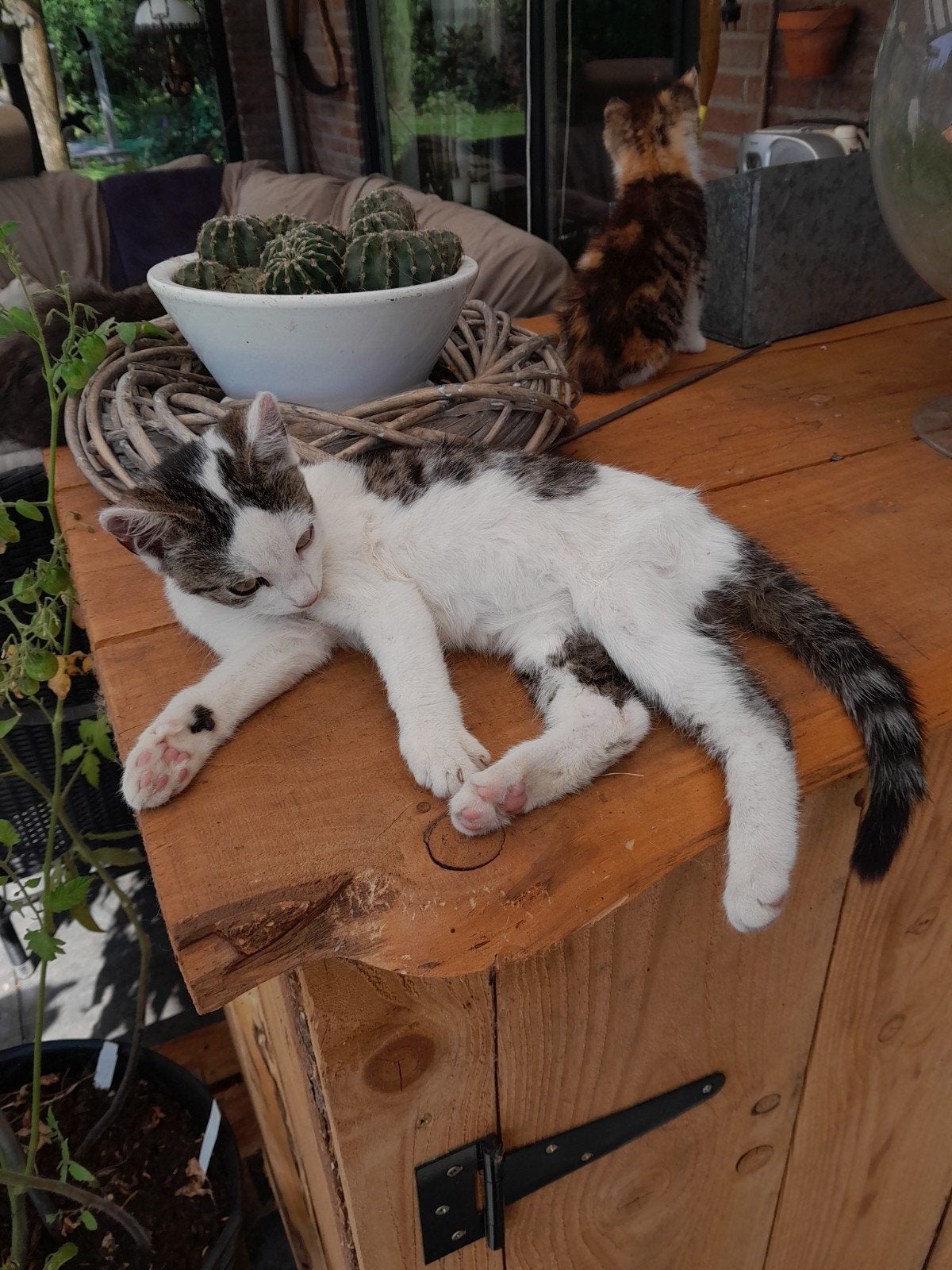 Kittens te koop, Meerdere dieren, 0 tot 2 jaar