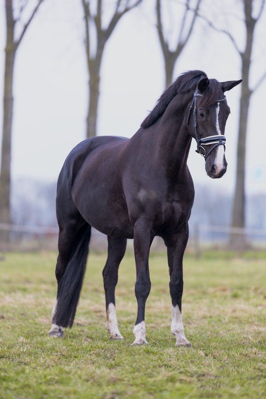 Aansprekende merrie van Glock's Toto JR x Gribaldi., Dieren en Toebehoren, Paarden, Merrie, Met stamboom, L, 7 tot 10 jaar