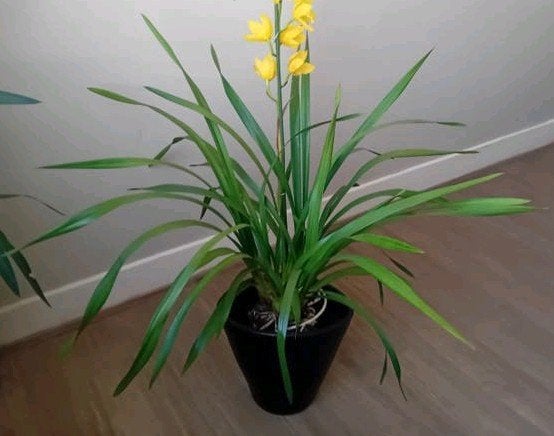 kamerplant 80cm orchidee   (bijna uitgebloeid, Ophalen, Overige soorten, Halfschaduw, In pot