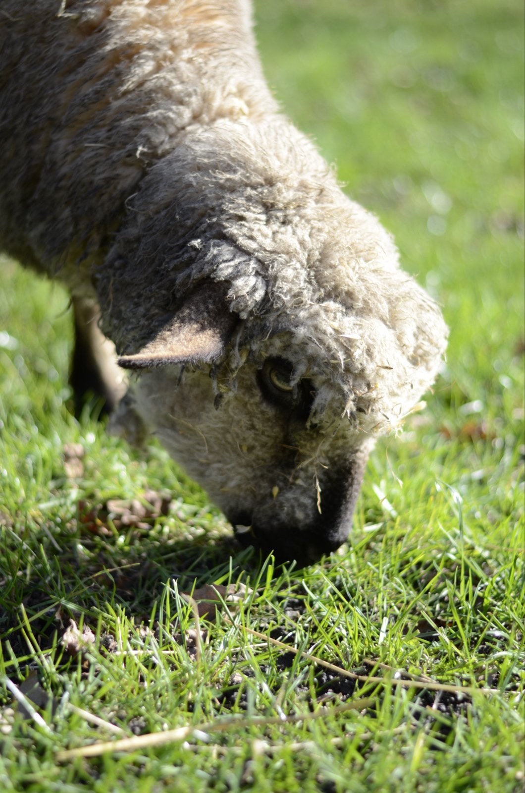 Hampshire Down ooi, Dieren en Toebehoren