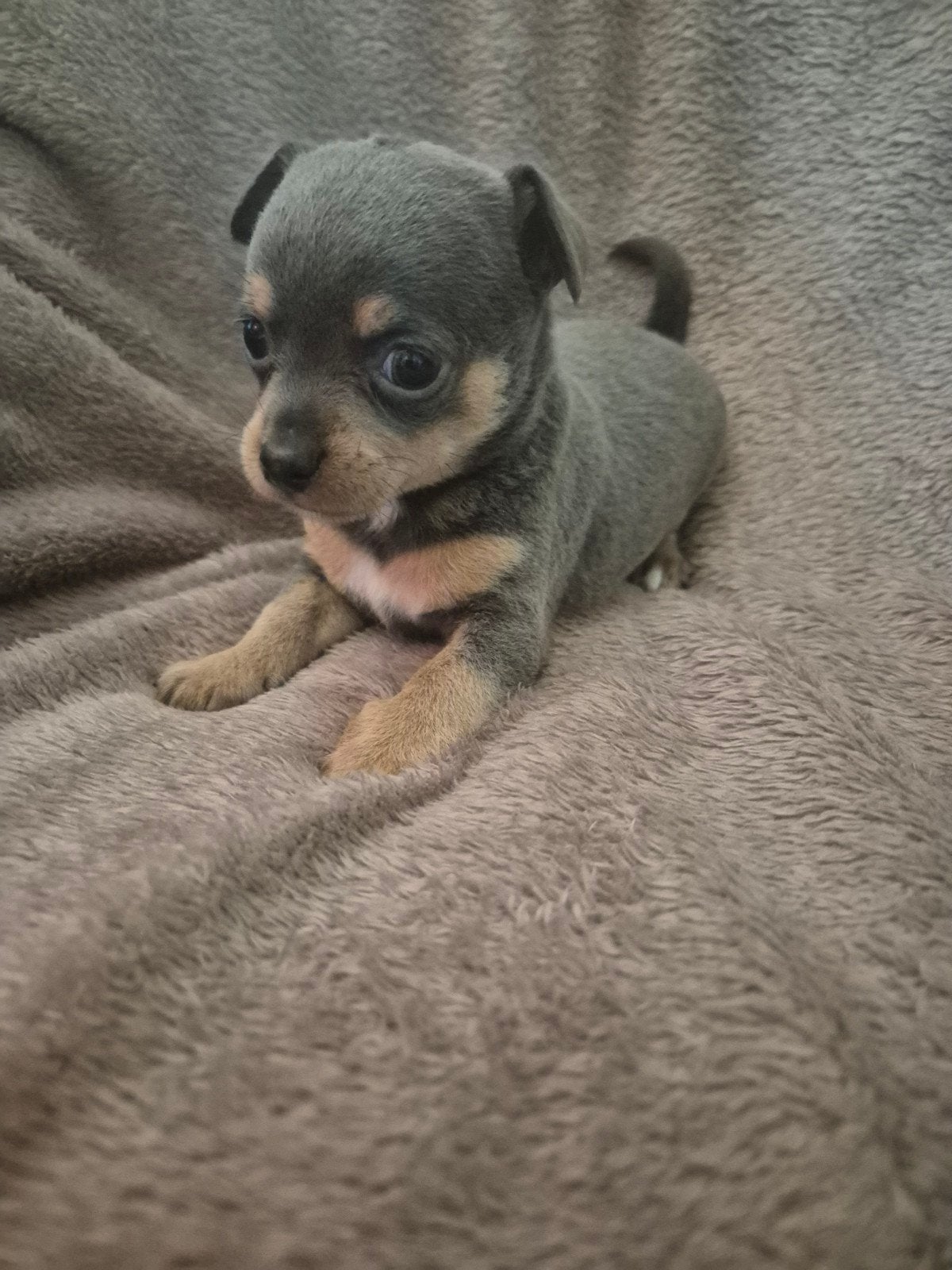 Prachtige chihuahua pups puppy's raszuiver bleu and tan, Dieren en Toebehoren, 8 tot 15 weken, Parvo, Meerdere, Meerdere dieren