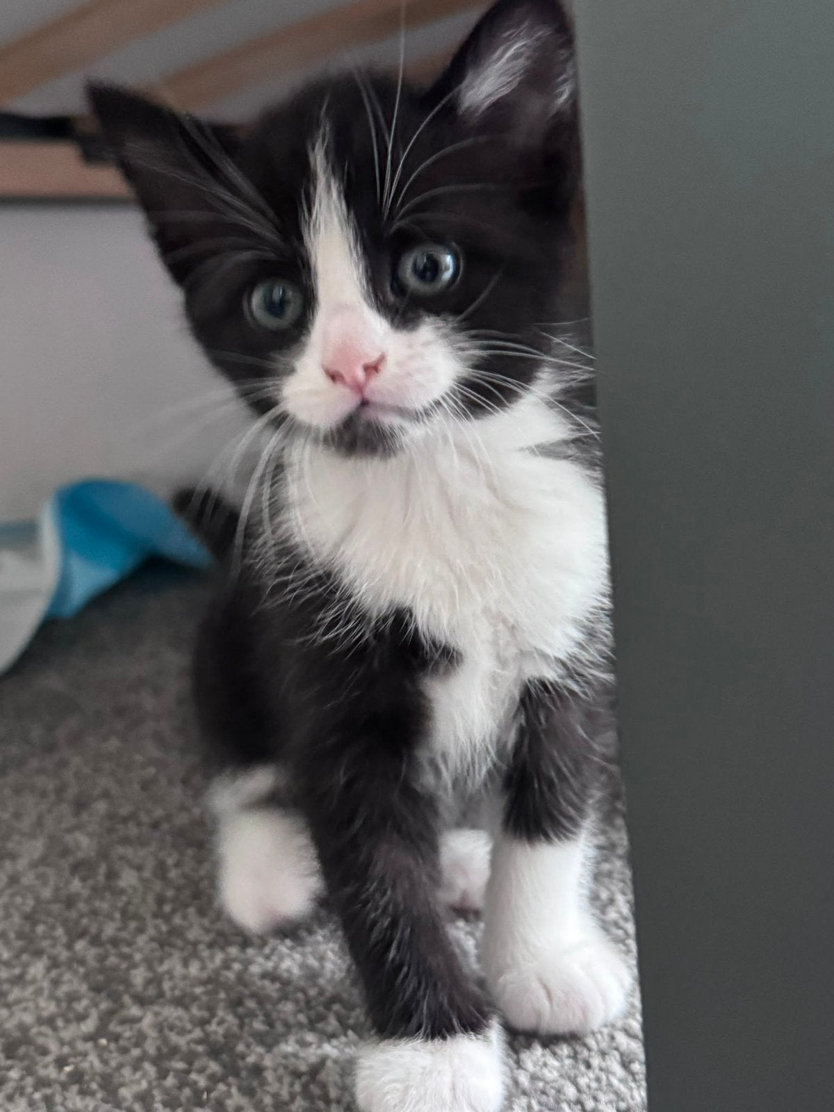 Een lieve katertje zoekt een warm thuis!, Poes, Kortharig, 0 tot 2 jaar