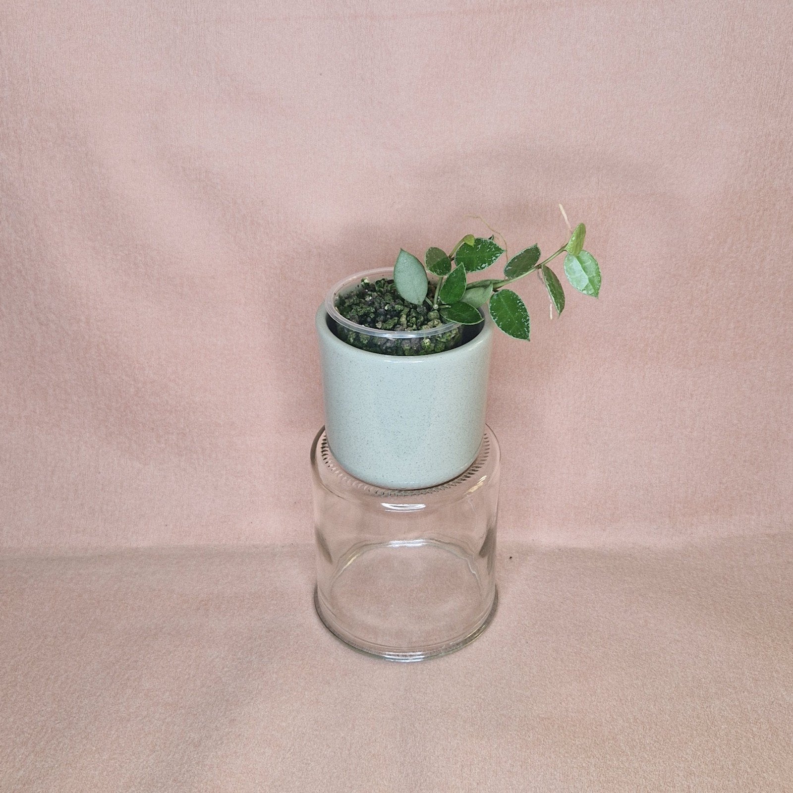 Hoya Lacunosa FN Galaxy, Huis en Inrichting, Verzenden, Overige soorten, Halfschaduw, Minder dan 100 cm