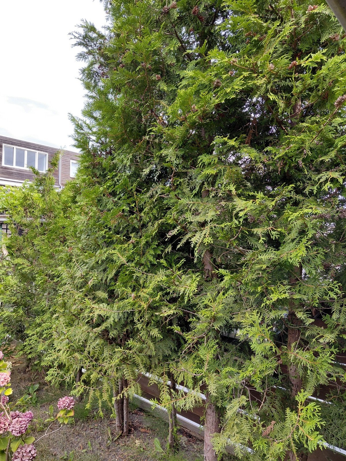 Thuja bomen, Tuin en Terras, Planten | Bomen, Ophalen, Bloeit niet, Halfschaduw, Overige soorten