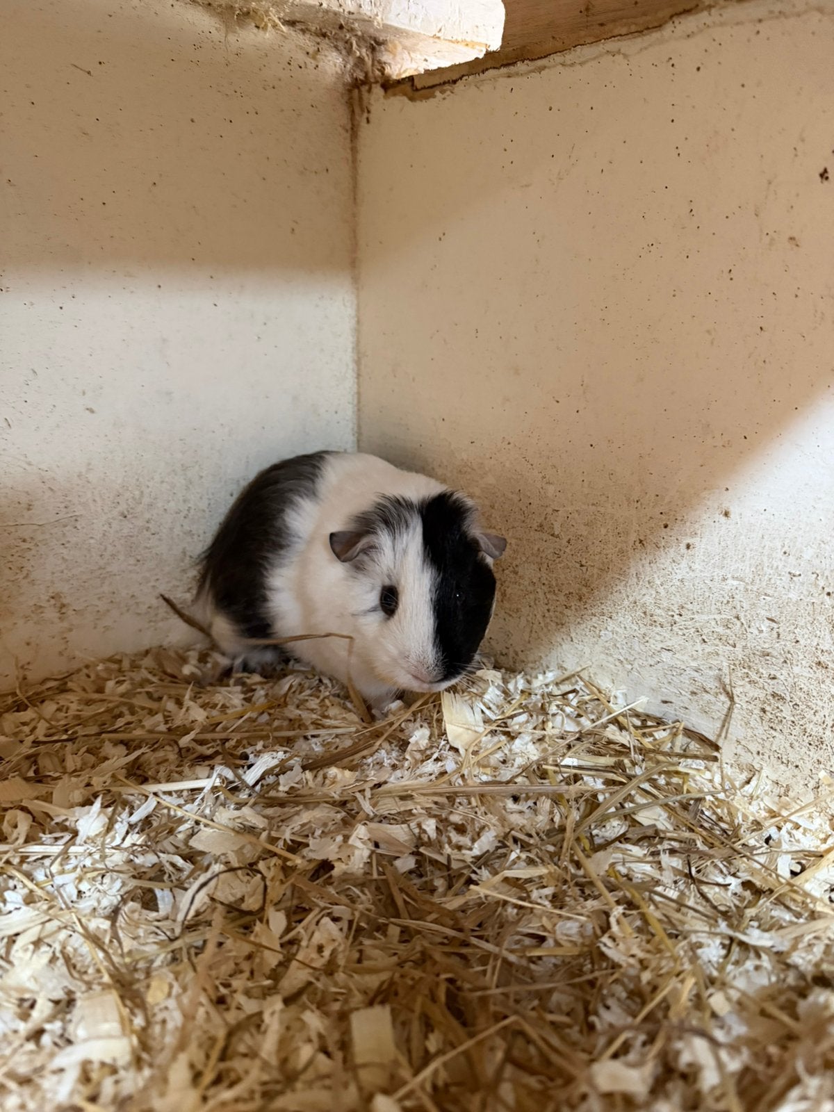 Leuk cavia beertje, Cavia, April, Mannelijk, Tam